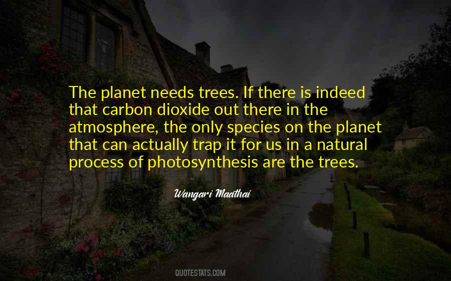 Wangari Maathai Quotes #946296