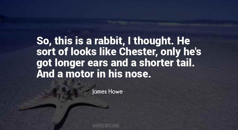 Sayings About A Rabbit #1178032