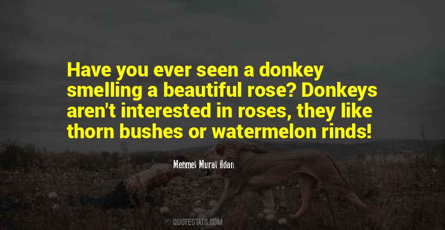 Sayings About A Donkey #663593