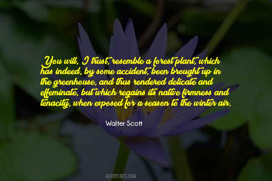 Air Plant Sayings #41318