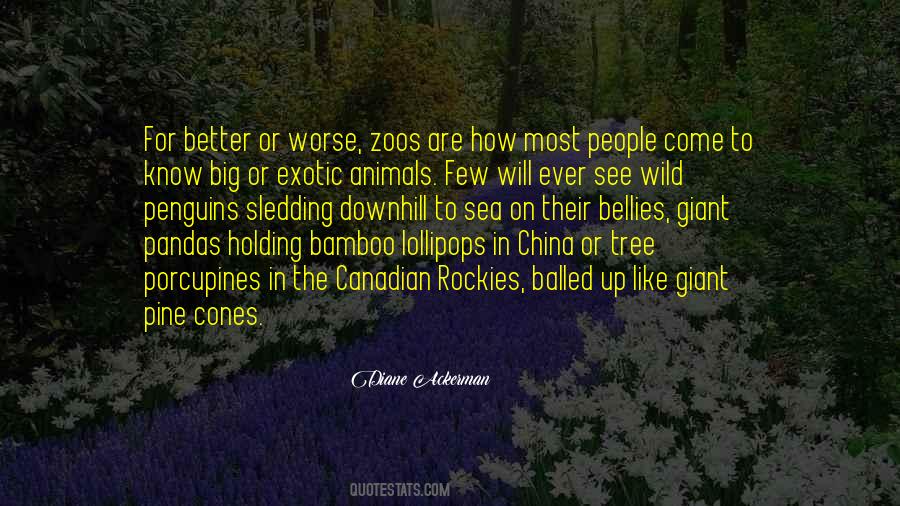 Quotes About Pandas #1851568