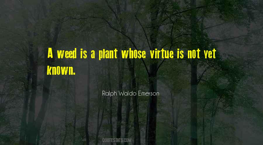 Quotes About A Weed #1354737