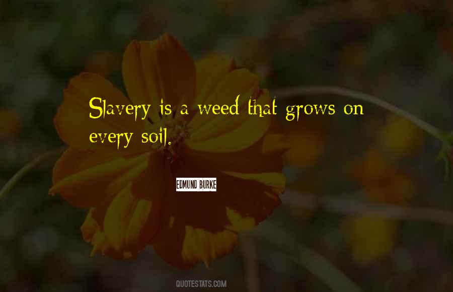 Quotes About A Weed #1409359