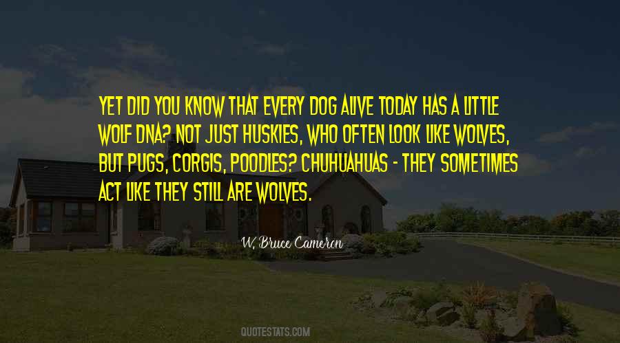 Quotes About Huskies #1765151
