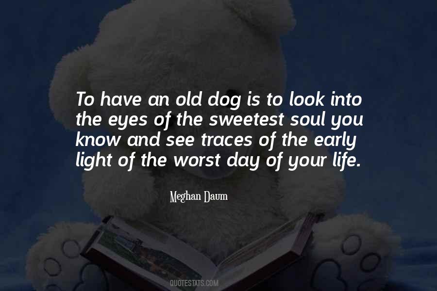 Quotes About The Eyes Of A Dog #877506