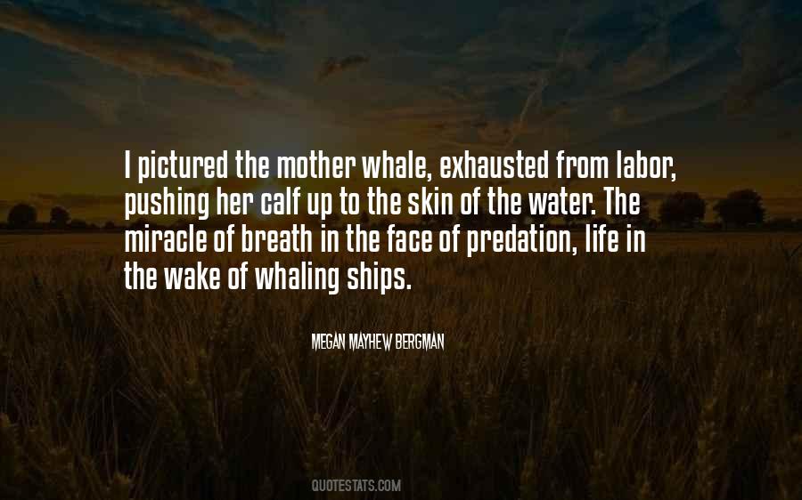 Quotes About Predation #384306