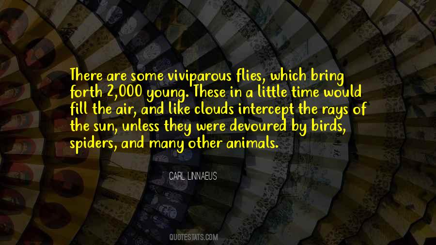 Quotes About Little Birds #1518594