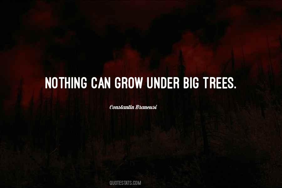 Quotes About Big Tree #1018728