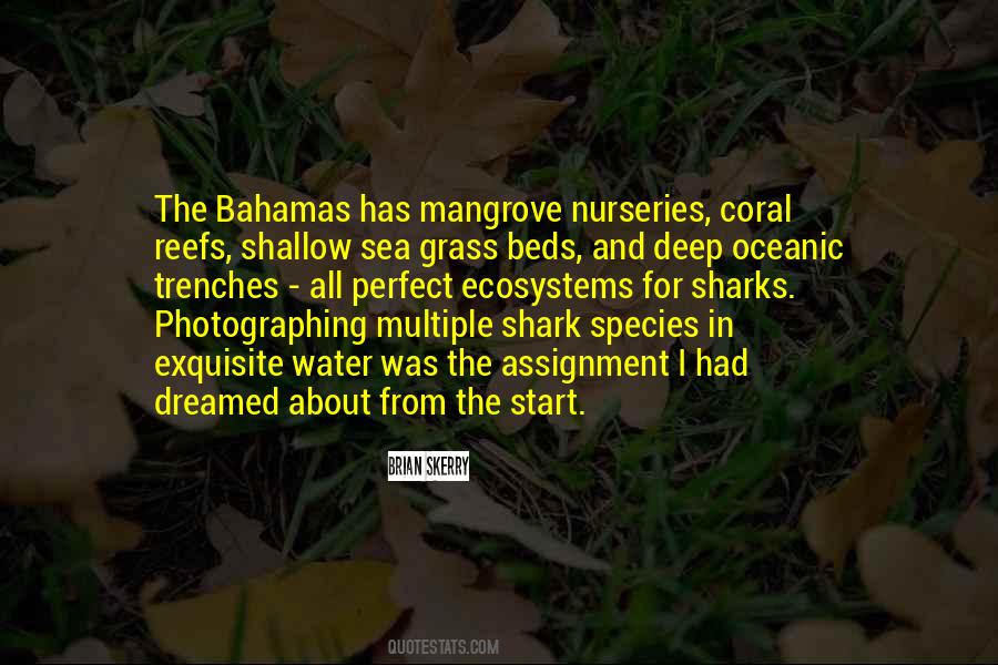 Quotes About Sharks #1196676