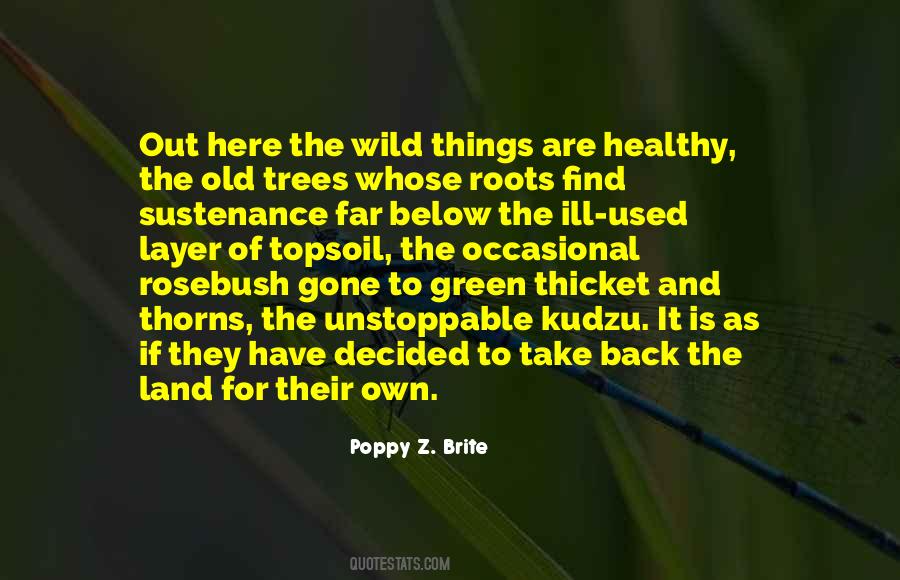 Quotes About Roots Of Trees #653559