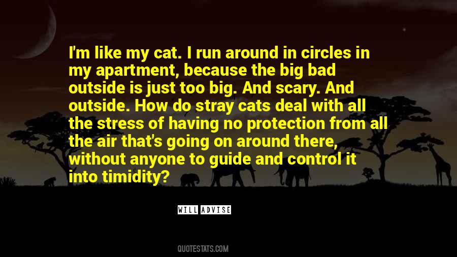 Quotes About Stray Cats #1657211