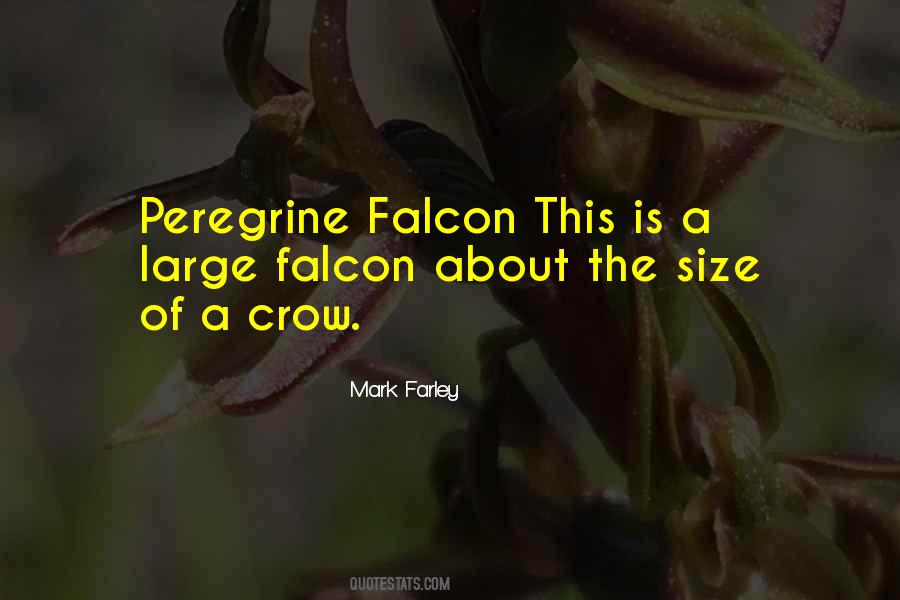 Quotes About Peregrine #630382