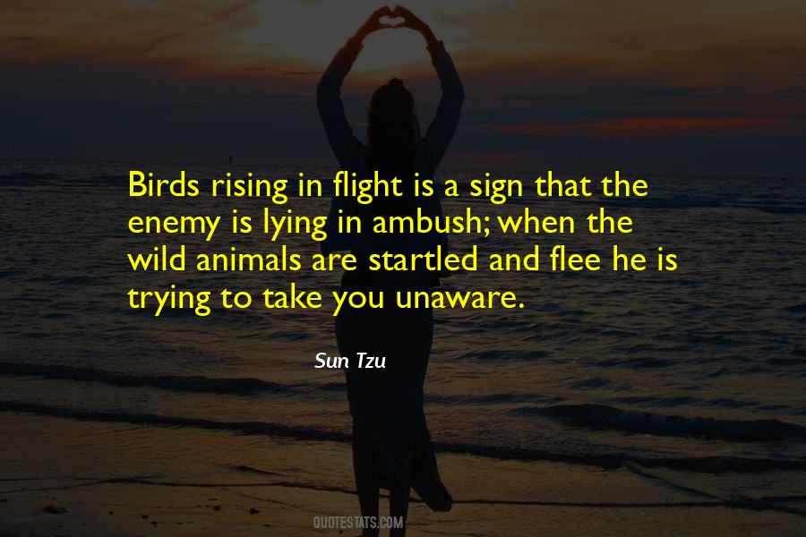 Wild Birds Quotes #1442629