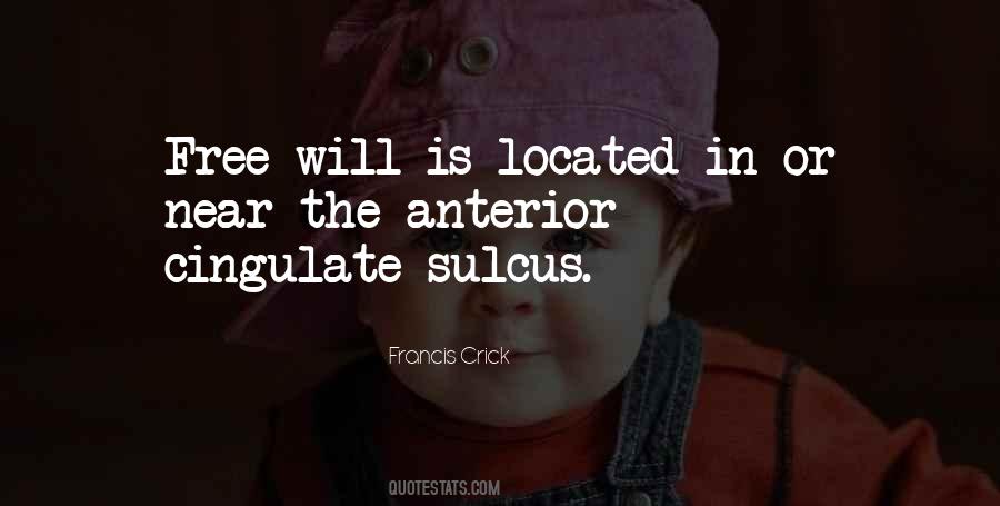 Cingulate Sulcus Quotes #550152