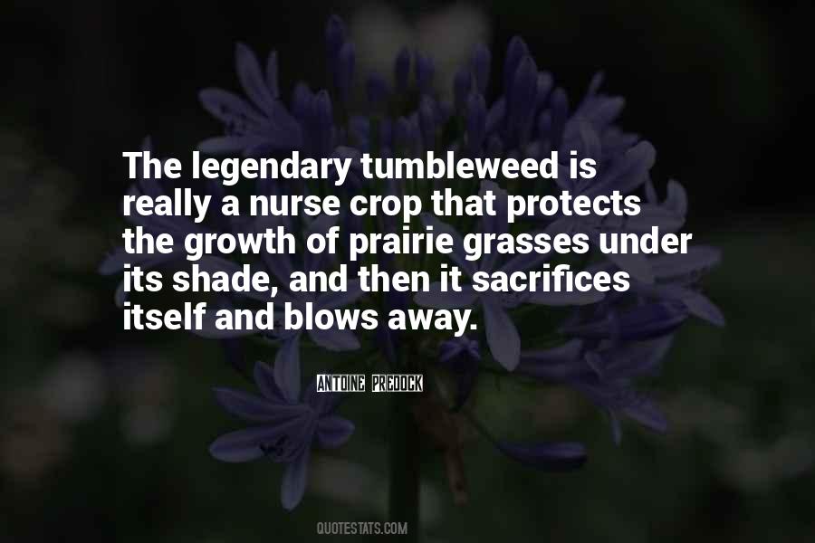 Golden Flame Aurora Quotes #817678