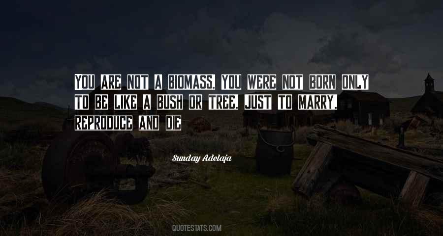 Shaddad Made Quotes #1464418