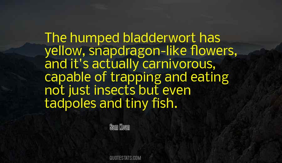 Hochstetter Trier Quotes #873924