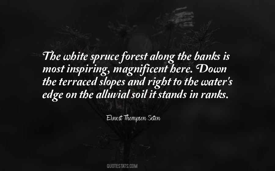 Forest Water Quotes #1115459
