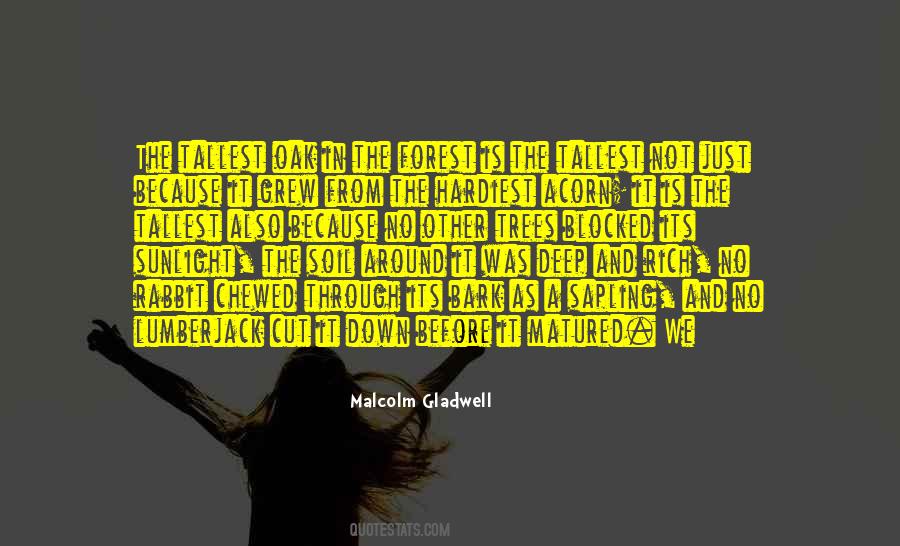 Quotes About The Tallest Trees #465454
