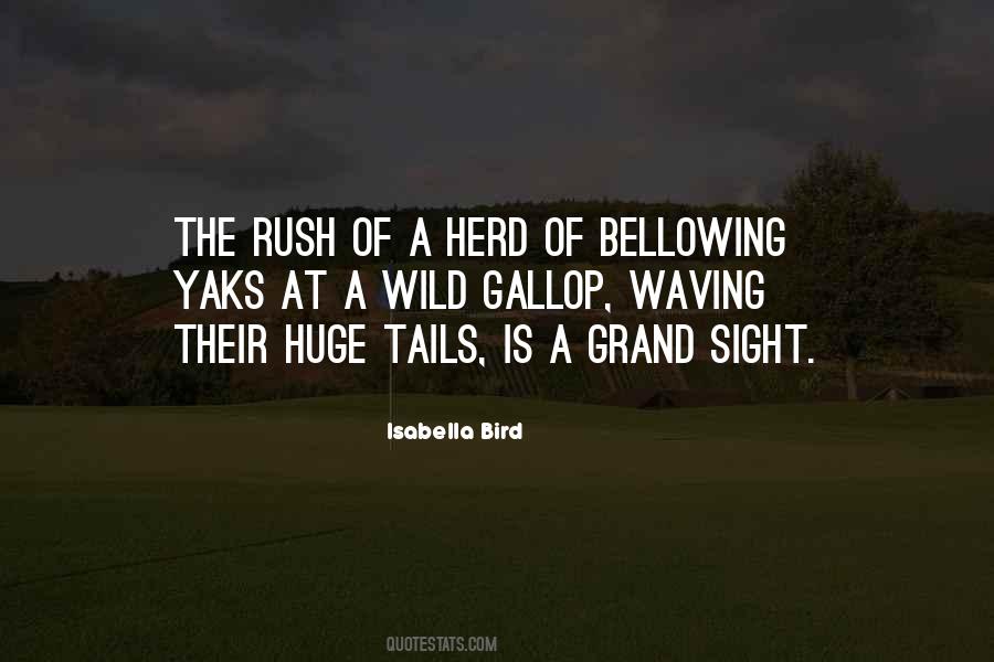 Quotes About Herd #1309040