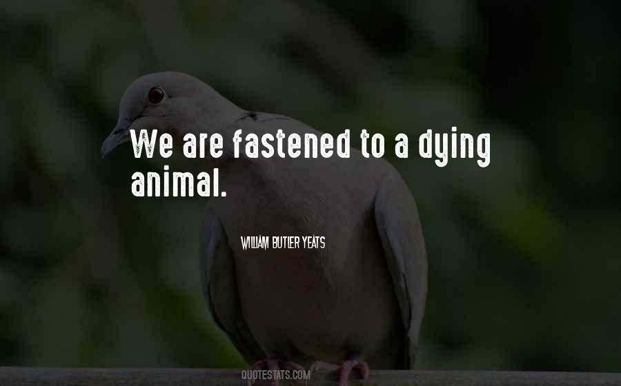 Dying Animal Quotes #386120