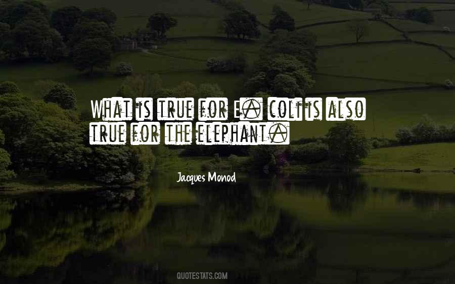 The Elephant Quotes #723866