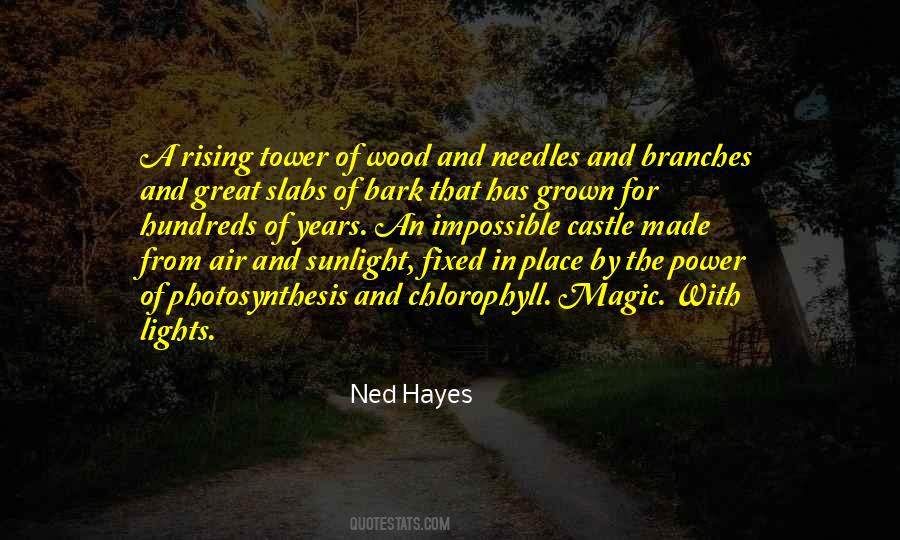 Branches Of Trees Quotes #1149869
