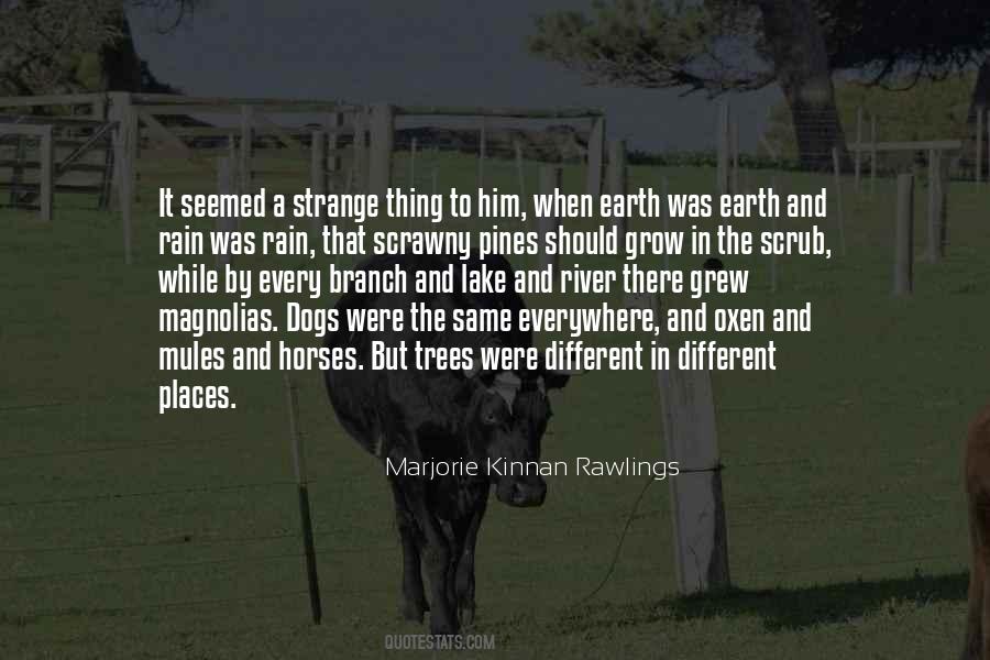 Dog Rain Quotes #1362717