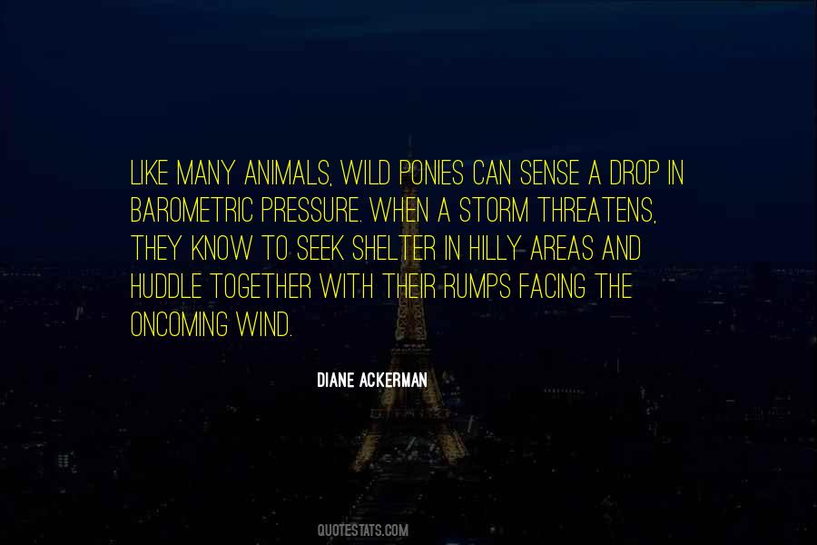 Wild Wind Quotes #1273082