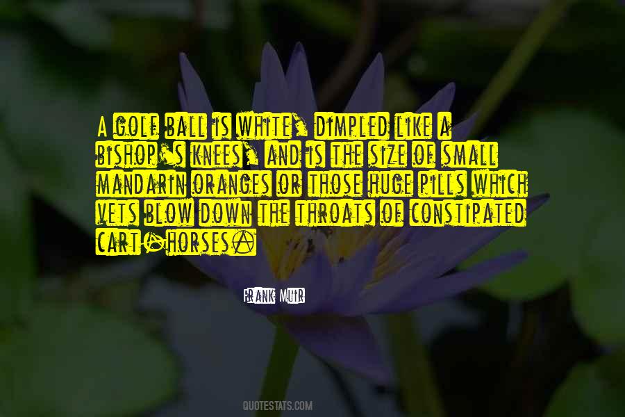 Small Horse Quotes #976051