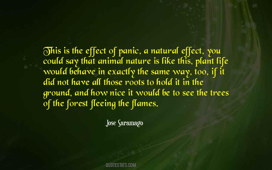 Quotes About Forest Life #1345552