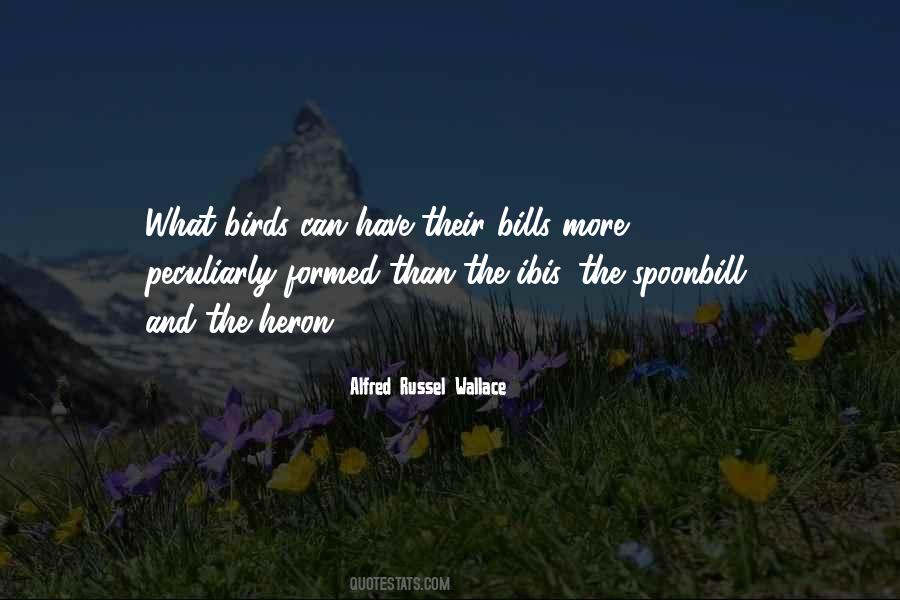 Ibis Quotes #1862183