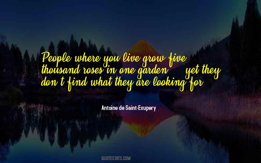 Love Roses Quotes #351239