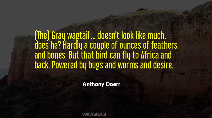Quotes About Bird Feathers #629237
