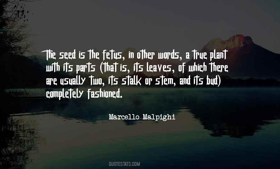 Plant Seed Quotes #958829