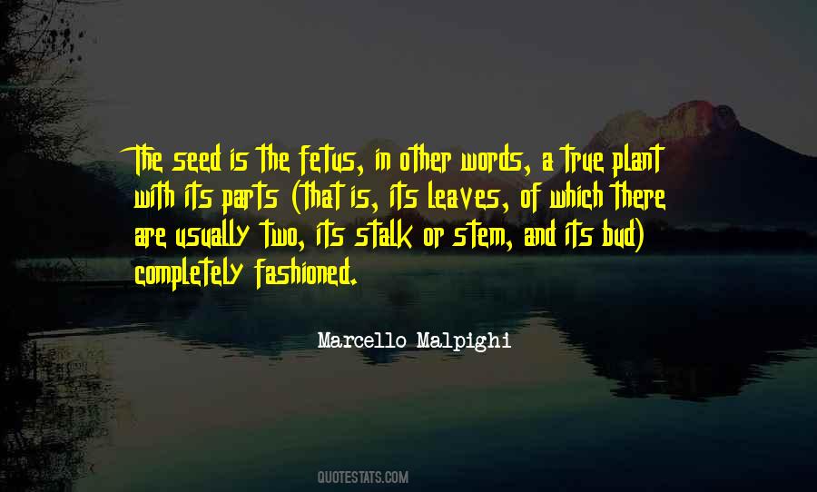 Plant Stem Quotes #958829