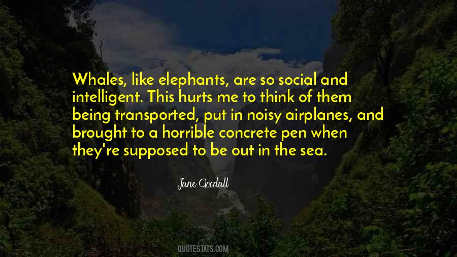 Quotes About Jane Goodall #432774