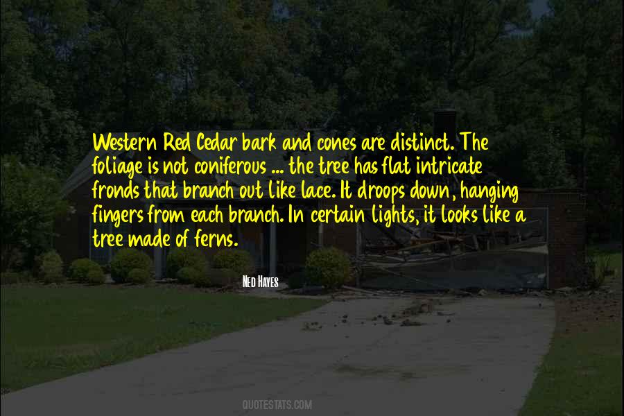 Quotes About Lace #1499899