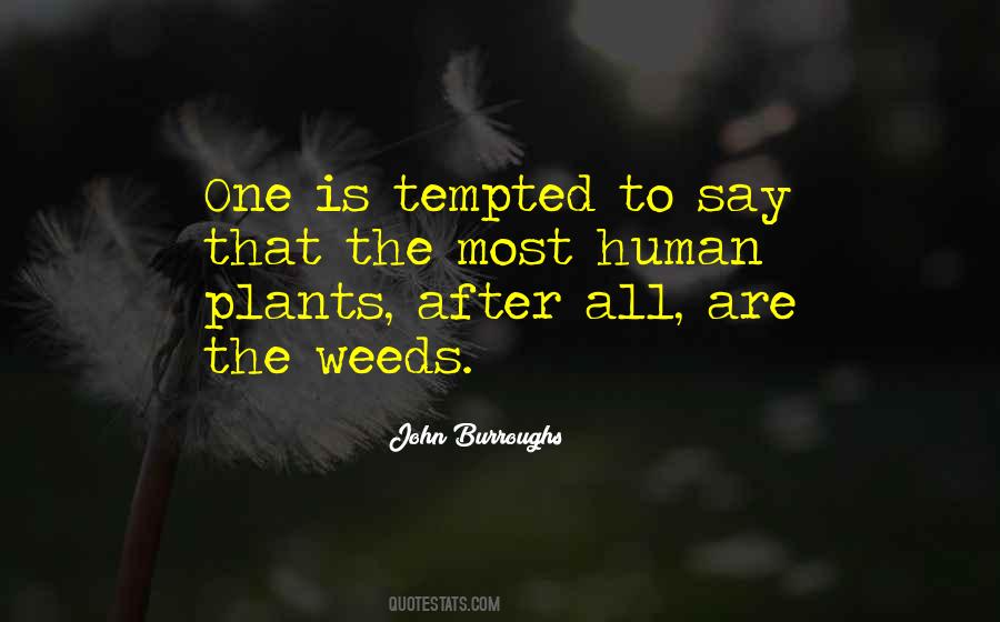 Weed Plant Quotes #482845