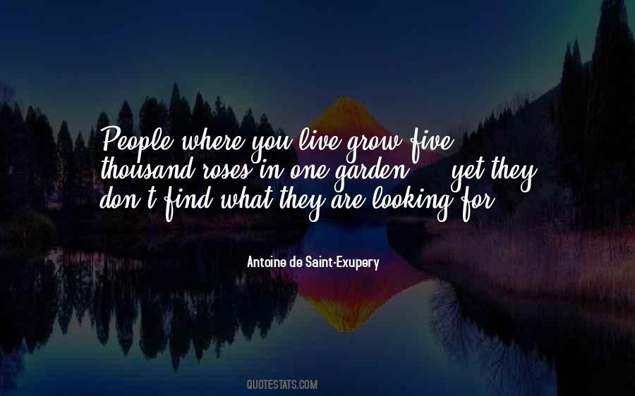 What Are You Looking Quotes #351239