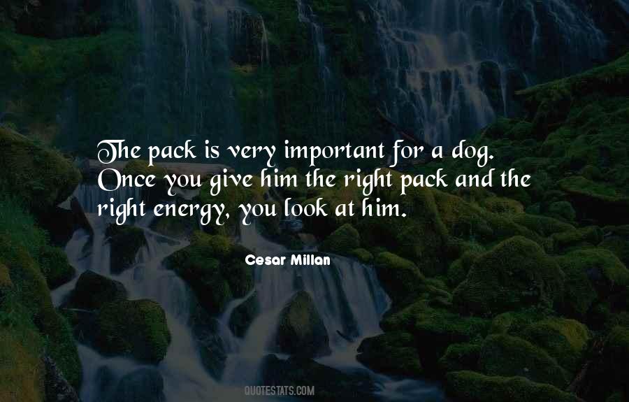 Cesar Millan Quotes #603417