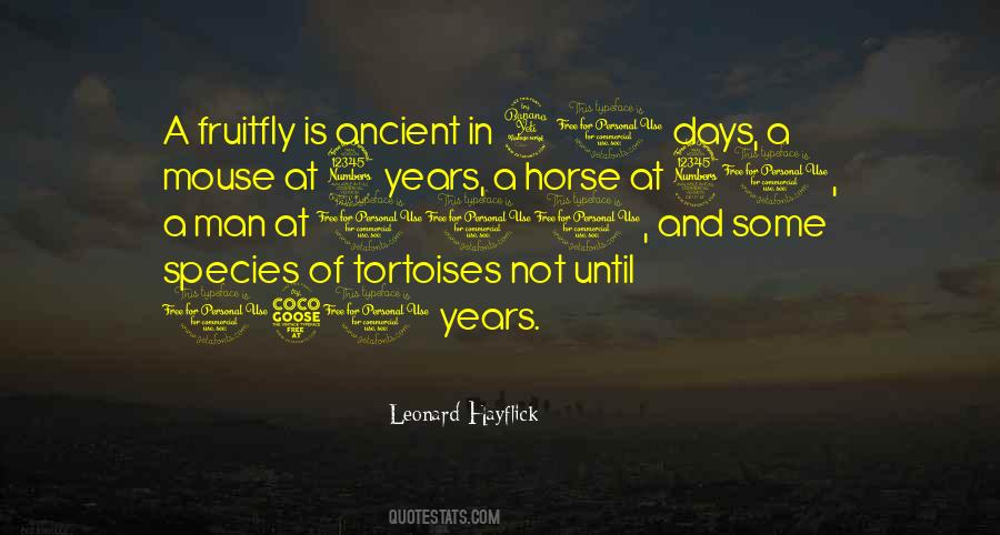 Quotes About Tortoises #858478