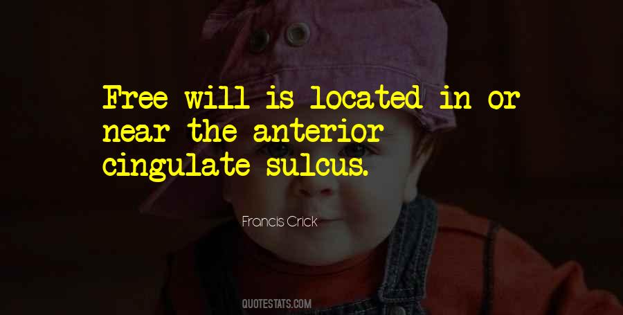 Cingulate Quotes #550152