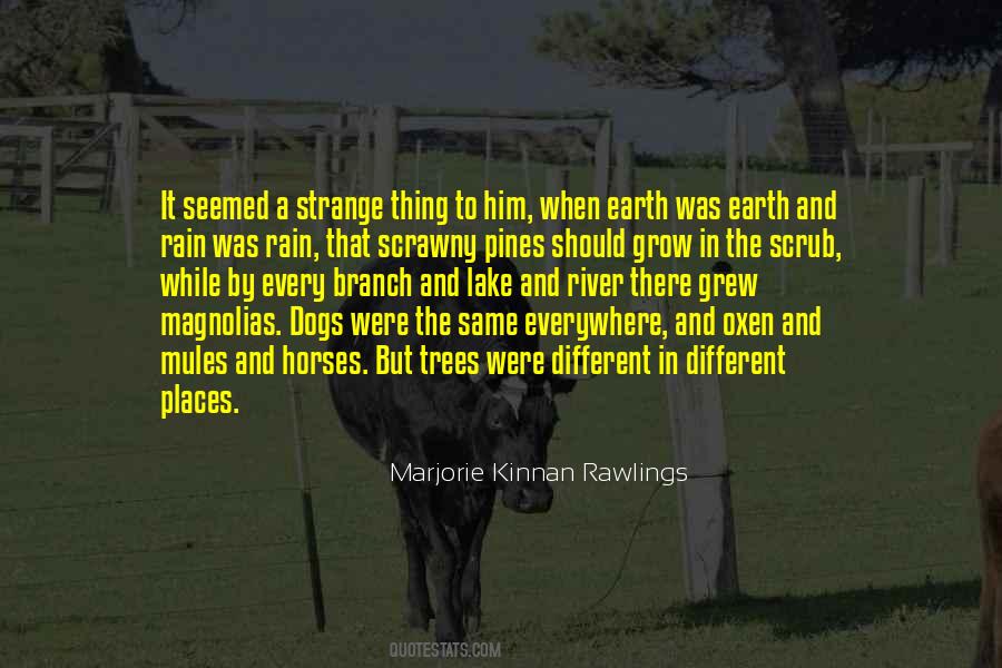 Quotes About Horses And Dogs #1362717